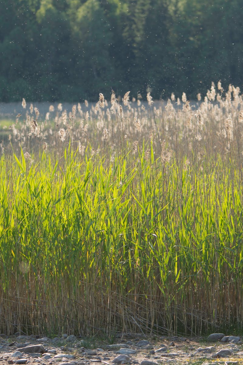 Tranquil scene featuring vibrant green reeds along a calm forest edge.